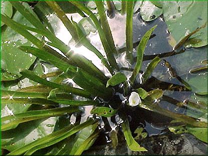 Stratiodes aloides - ezan pilolist