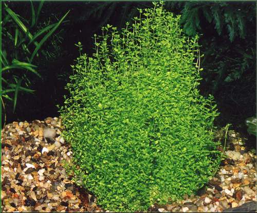 Micranthemum micranthemoides  malokvtka drobn