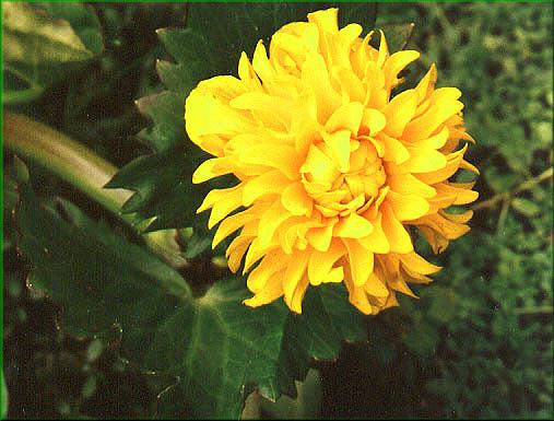 Caltha palustris Plena  blatouch plnokvt