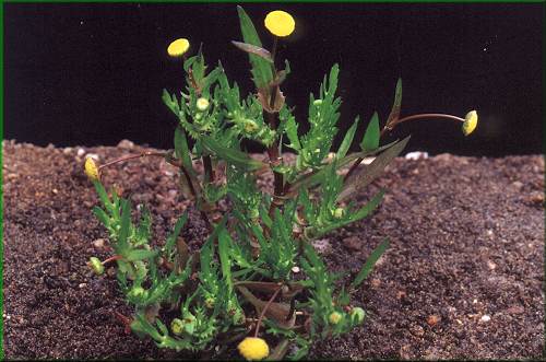 Cotula coronopifolia