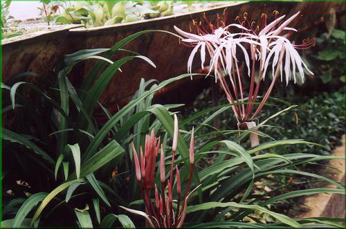 Crinum purpurascens  kn ervenav