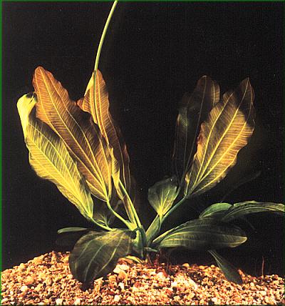 Echinodorus osiris  patkovec ervenolist