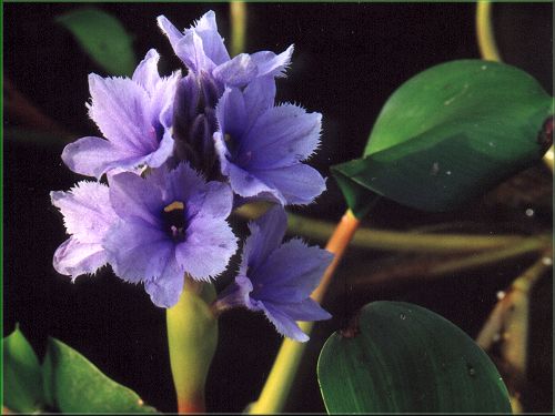 Eichhornia azurea  tokozelka blankytn