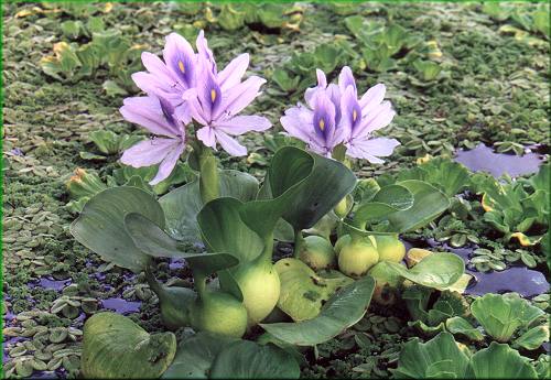 Eichhornia crassipes Mini- tokozelka, vodn hyacint
