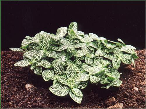 Fittonia verschaffeltii var. argyronurea minima