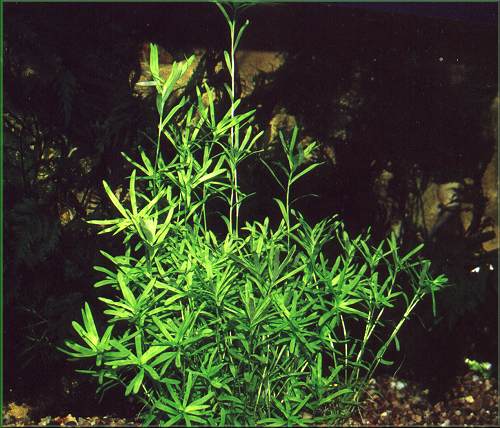 Heteranthera zosterifolia  kosokvt zkolist