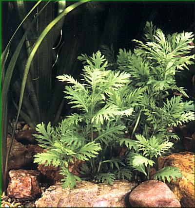 Hygrophila difformis  mokanka trojkvt