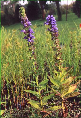 Lobelia syphilitica