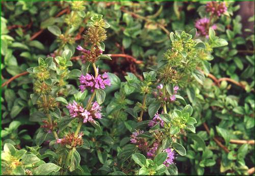 Mentha requienii