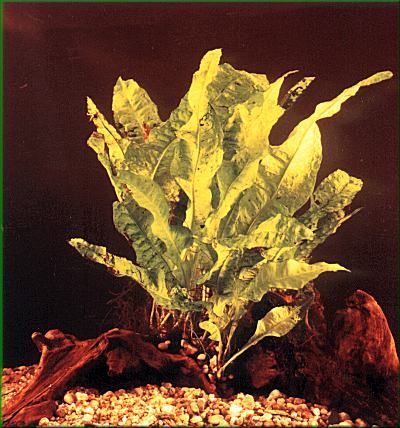 Microsorium pteropus  hndovka kdlat