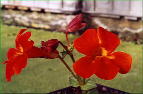 Mimulus cardinalis  kejklka arlatov