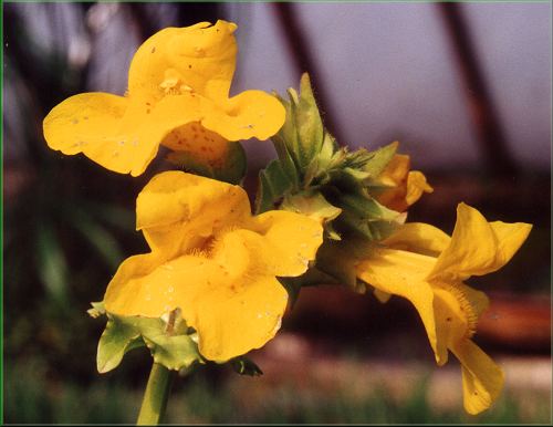 Mimulus luteus  kejklka lut