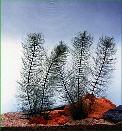 Myriophyllum hippuroides  stolstek prustkovit