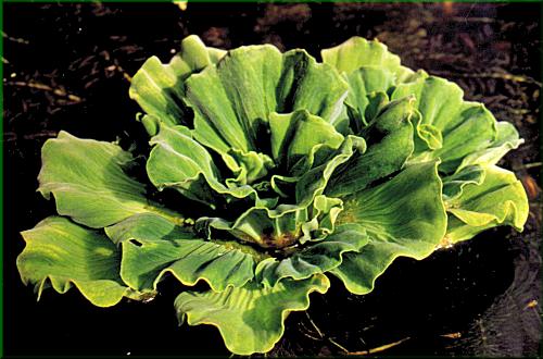 Pistia stratiotes