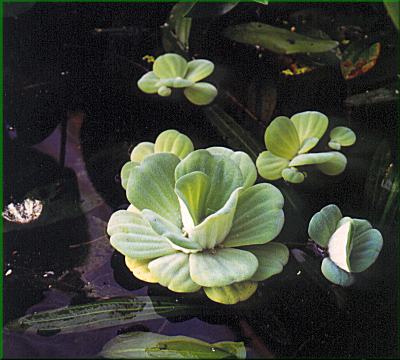 Pistia stratiotes  babelka ezanovit  Pistia sp.