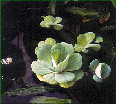 Pistia stratiotes  babelka ezanovit  Pistia sp.