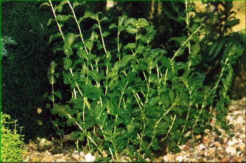 Potamogeton perfoliatus  rdest prorostl 