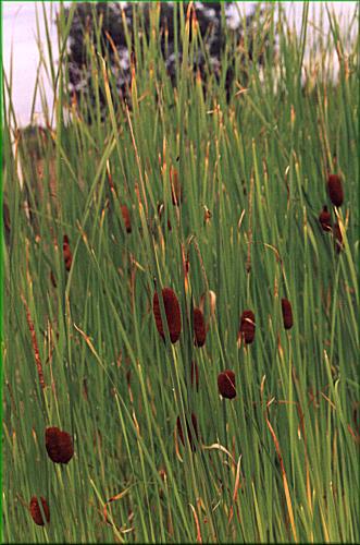 Typha laxmannii  orobinec stinovit