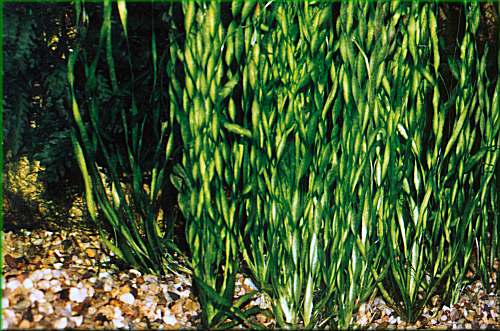 Vallisneria tortissima (cv.Contortionist)