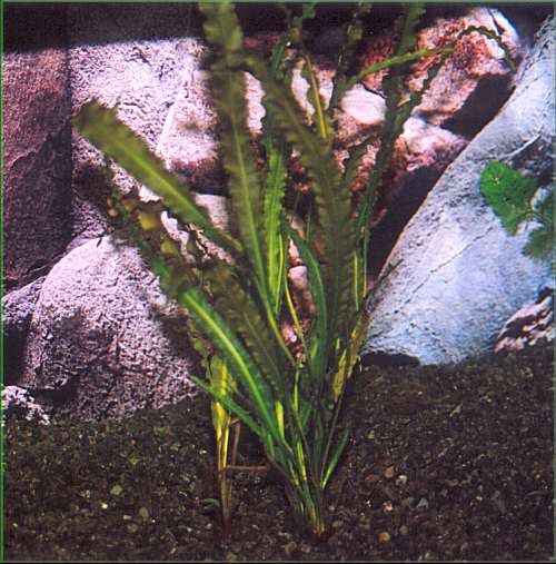 Aponogeton rigidifolius - kalatka kozovit