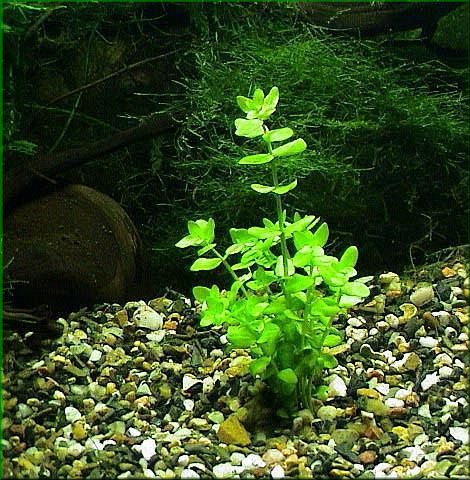 Bacopa caroliniana 