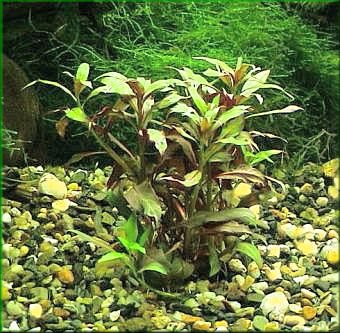 Ludwigia peruensis 