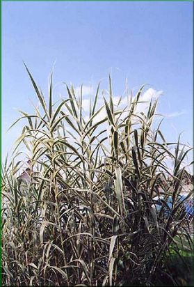 Arundo donax 'Variegatus'
