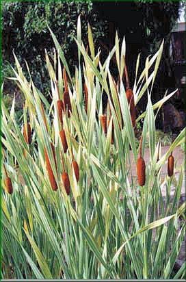 Typha latifolia 'Variegata'.
